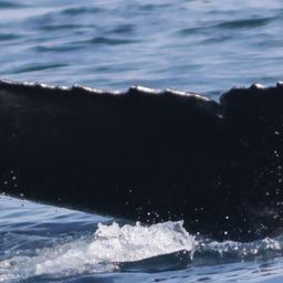Fluke of CRC-21555