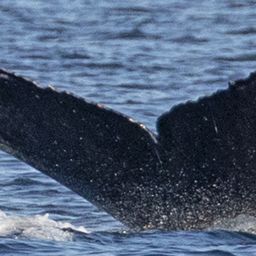 Fluke of CRC-21556