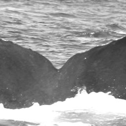 Fluke of CRC-10699