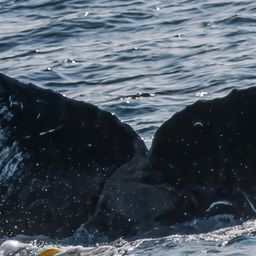 Fluke of 2022 calf of Alma