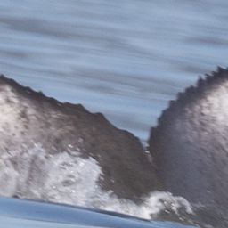 Fluke of CRC-21109