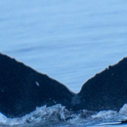 Fluke of CRC-21560