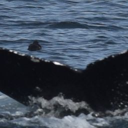 Fluke of HW-MN0510659