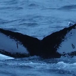 Fluke of HW-MN0200231