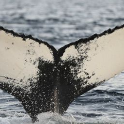 Fluke of HW-MN0200244