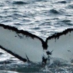 Fluke of HW-MN0200250