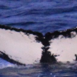 Fluke of HW-MN0200251