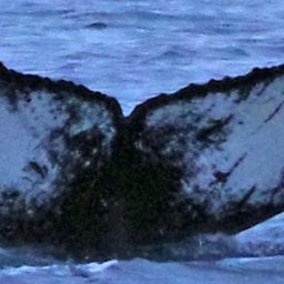 Fluke of HW-MN0200261