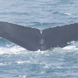 Fluke of CRC-10173