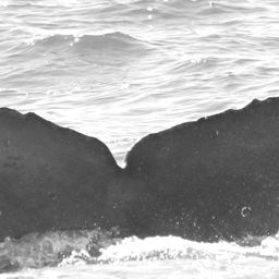 Fluke of CRC-15811