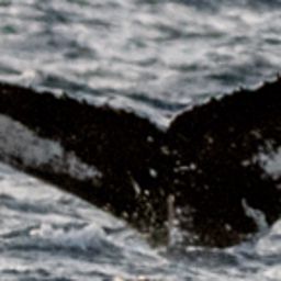 Fluke of HW-MN0200274