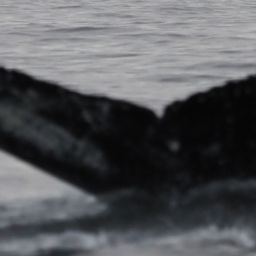 Fluke of HW-MN0200278