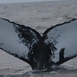 Fluke of HW-MN0200298