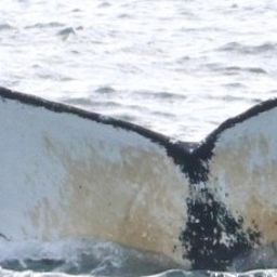 Fluke of NA-6353