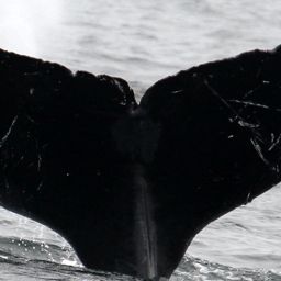Fluke of CRC-15853