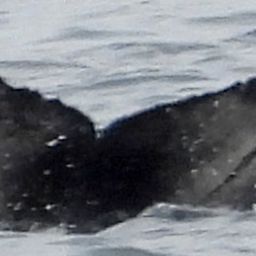 Fluke of HW-MN0103077