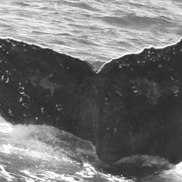 Fluke of CRC-15849