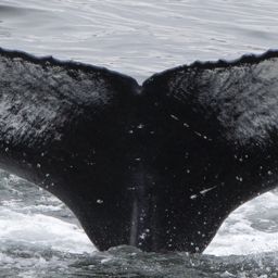 Fluke of Paul Watson