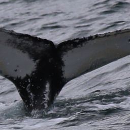Fluke of HW-MN0103123