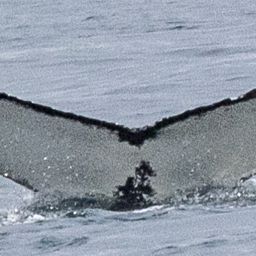 Fluke of HW-MN0103133