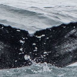 Fluke of Nukhu
