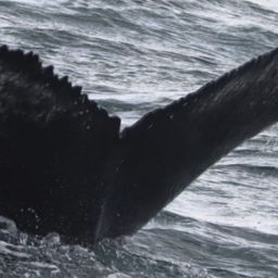 Fluke of HW-MN0103152