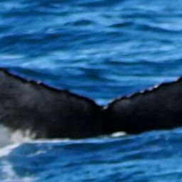 Fluke of HW-MN0103163