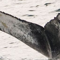 Fluke of Octopus