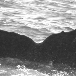 Fluke of CRC-15850