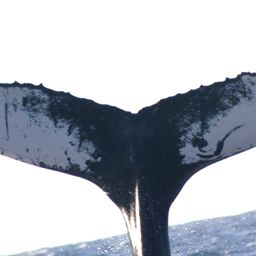 Fluke of MONAH-M05_0402