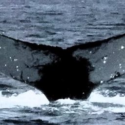 Fluke of HW-MN0103200