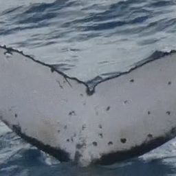 Fluke of HW-MN1200821