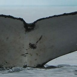 Fluke of Arthur Whalbert