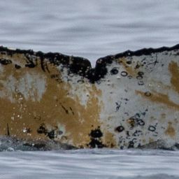 Fluke of HW-MN1304462