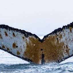 Fluke of HW-MN1304468
