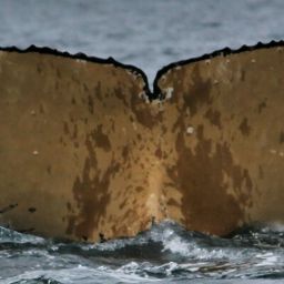 Fluke of HW-MN1304472