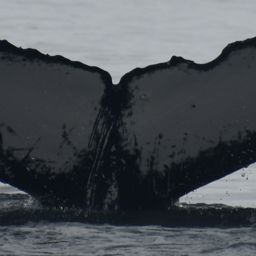 Fluke of HW-MN1304478