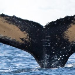 Fluke of HW-MN1304485