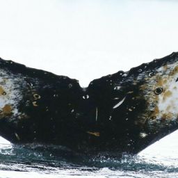 Fluke of HW-MN1304487