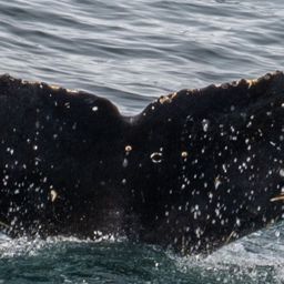 Fluke of HW-MN1304493