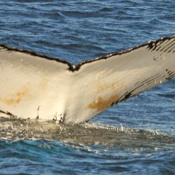 Fluke of NA-6382
