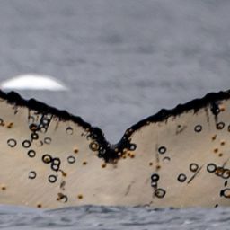 Fluke of HW-MN1304501