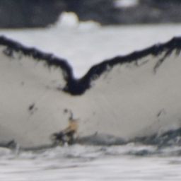 Fluke of HW-MN1304518