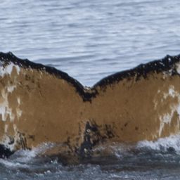 Fluke of HW-MN1304526