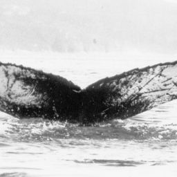 Fluke of NA-6443