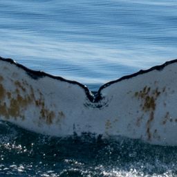 Fluke of HW-MN1304528