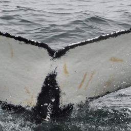 Fluke of HW-MN1304541