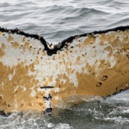 Fluke of HW-MN1304542