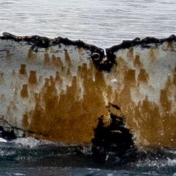 Fluke of HW-MN1304559