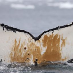 Fluke of Bip the Whale
